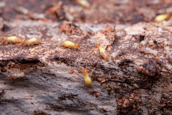 Termite Inspection Miami-Dade County